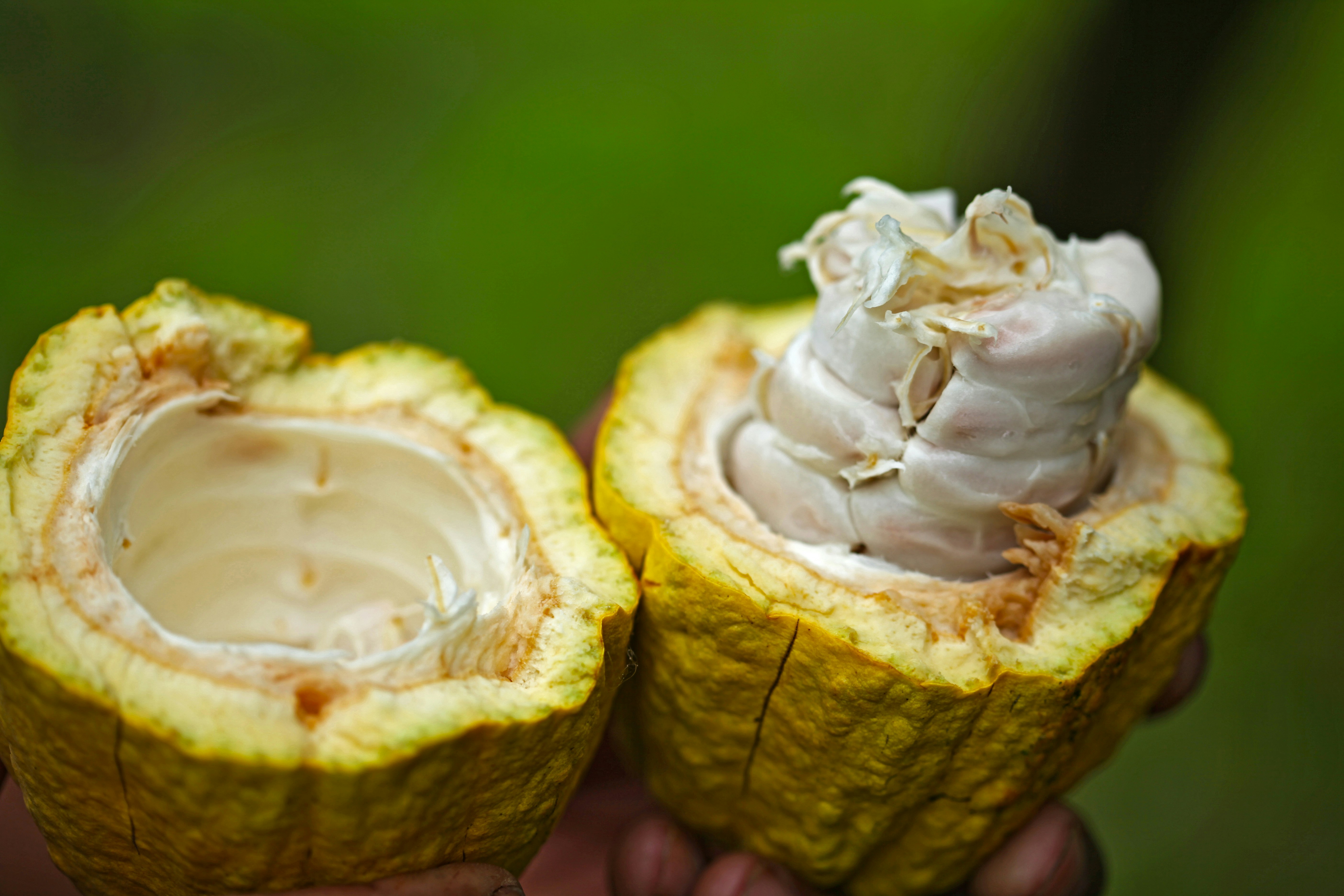 Cocoa