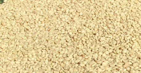East Timor Coffee: The Hidden Gem of Speciality Coffee You Need to Try