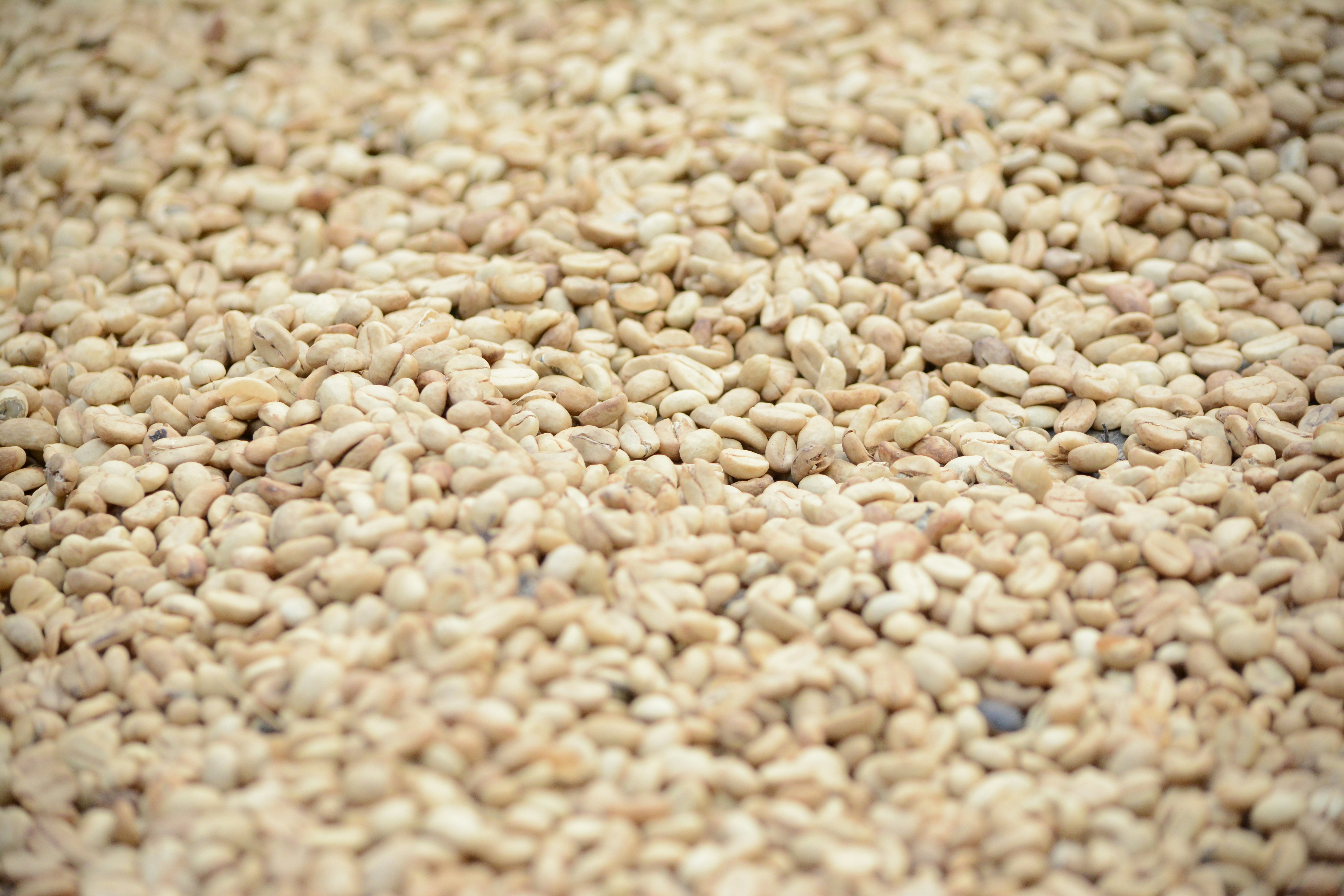 Sesame Seeds